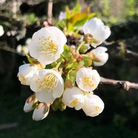 Ferienhaus Le Temps Des Cigognes